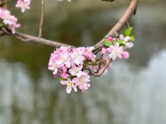 -海棠花溪(元大都城垣遗址公园)