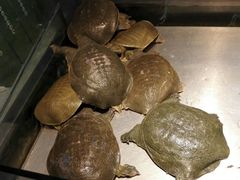 -春盛渔府(牛首山店)