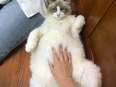 -李小姐の猫咖啡馆(五角场店)