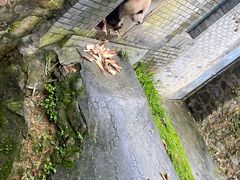 -都江堰中华大熊猫苑