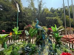 -西双版纳原始森林公园