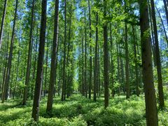 -黄海国家森林公园