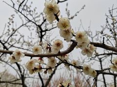 -香雪海