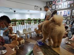 -柯斗斗主题餐厅·狗咖·围炉煮茶·茶饮(国瑞升平里店)