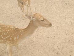 -北京麋鹿生态实验中心