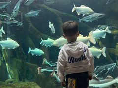 -哈尔滨波塞冬海底世界