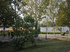 -洋湖国家湿地公园