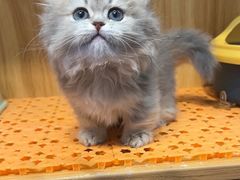 -欣宠猫屋·矮脚拿破仑·蓝金金渐层