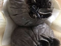 -旺福楼·包点(碑亭巷店)