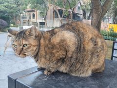 -西贝(上海我格广场店)