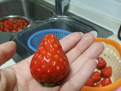 -小鱼草莓采摘园农家乐·小鱼餐厅