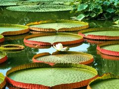 -国家植物园南园