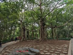 -中国科学院西双版纳热带植物园