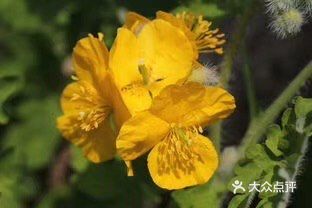 3月22日生日花：白屈菜 白屈菜根别名：小人血七