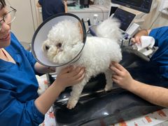 -御宝贝24h宠物医院·转诊中心·CT核磁血透中心(厦门总院)