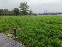 -海珠湖公园