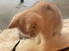 -猫咪派对(江南西店)