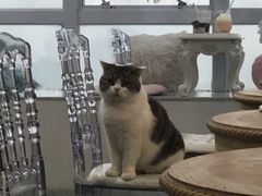 -共舞时光猫咖·狗咖(新街口店)