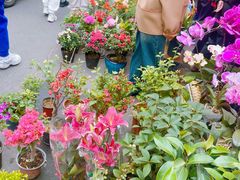 -哈尔滨道外花鸟鱼市场