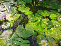 -国家植物园南园