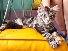 -十年猫舍·猫咪专门店(普陀店)