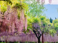 -嘉定紫藤园