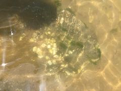 -青岛第三海水浴场