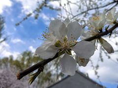 -春风习习