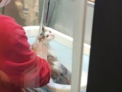 -PETKIT小佩宠物·低压洗护(国顺东路店)