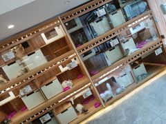 -钦宠·猫咪售卖·洗护·寄养(东圃旗舰店)