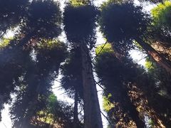 -武陵山森林公园