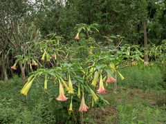 -桤木河湿地公园