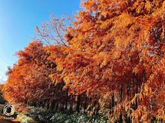 -上海海湾国家森林公园