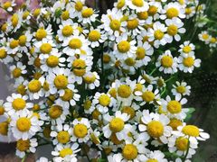 -双季花艺园艺市场(浦东店)
