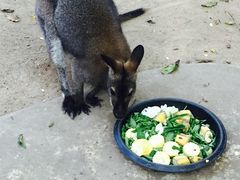 -清迈夜间动物园