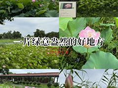 -洪湖生态旅游区