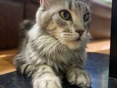 -猫小院猫主题餐厅(三里屯店)