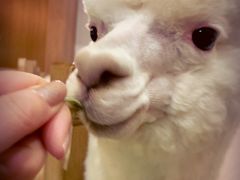 -藦茜花园宠物主题亲子互动体验馆(国顺东路店)