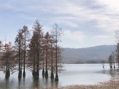 -池杉湖湿地公园