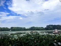 -金鸡湖桃花岛