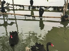 -长兴太湖图影湿地文化园
