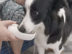 -伟伟宠物医院·CT影像中心·瑞派犬猫综合性门诊(汉口总院)