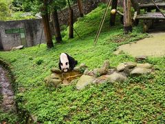 -都江堰中华大熊猫苑