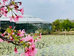 -中国科学院华南植物园