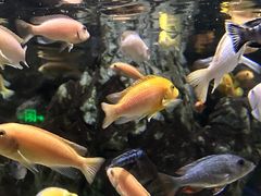 -太平洋海底世界