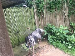 -新加坡飞禽公园