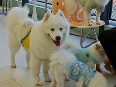 -怪兽屋·羊驼·猫咖·狗咖(俊华广场店)