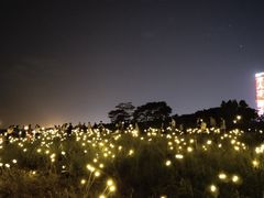 -深圳湾公园(南山区)
