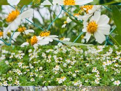 -光明小镇欢乐田园