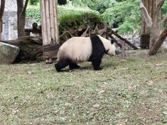-都江堰中华大熊猫苑
